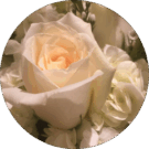 Fereshteh Darya Avatar